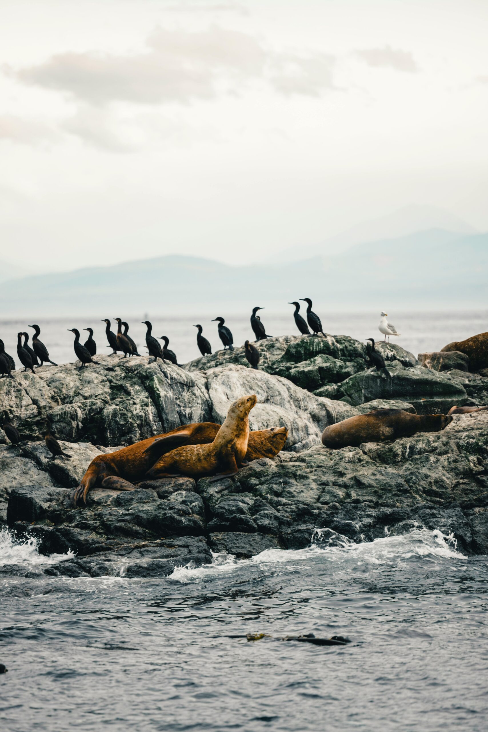 Çevresel, Sosyal ve Yönetişim (ÇSY) Hukuku ve Sürdürülebilirlik Danışmanlığı
